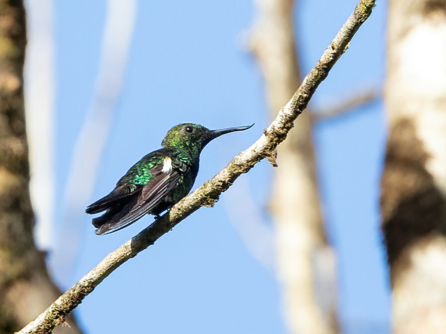 image Fiery-tailed Awlbill